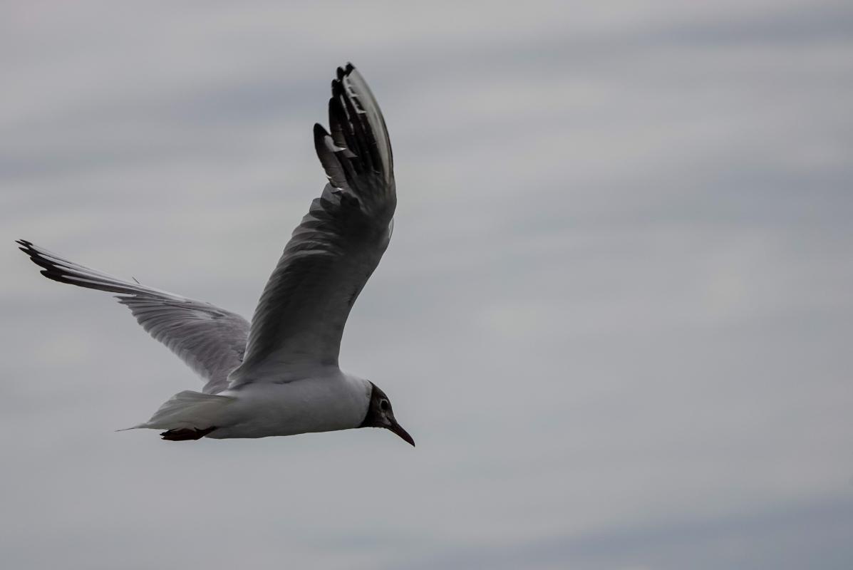 Black-headed Gull (Chroicocephalus ridibundus)
