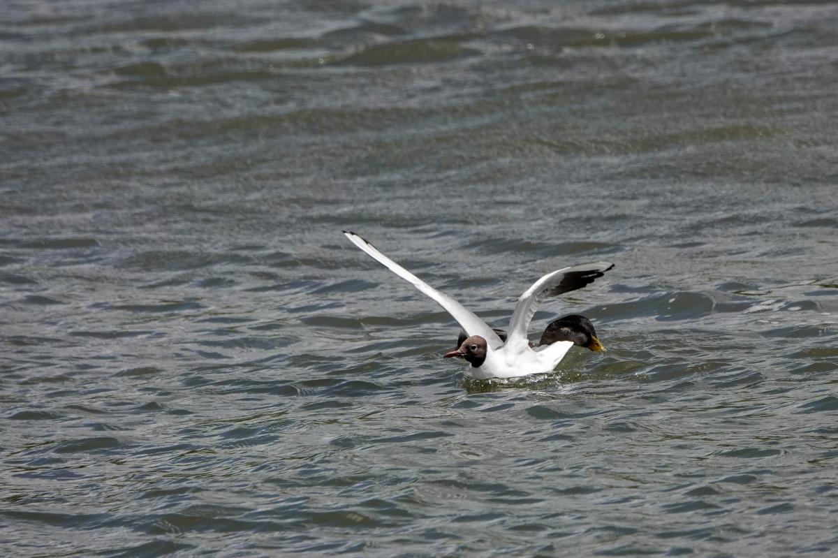 Black-headed Gull (Chroicocephalus ridibundus), Binnenstad Hoorn, Hoorn, Noord-Holland, Netherlands, 2024-07-14 Black-headed Gull (Chroicocephalus ridibundus)