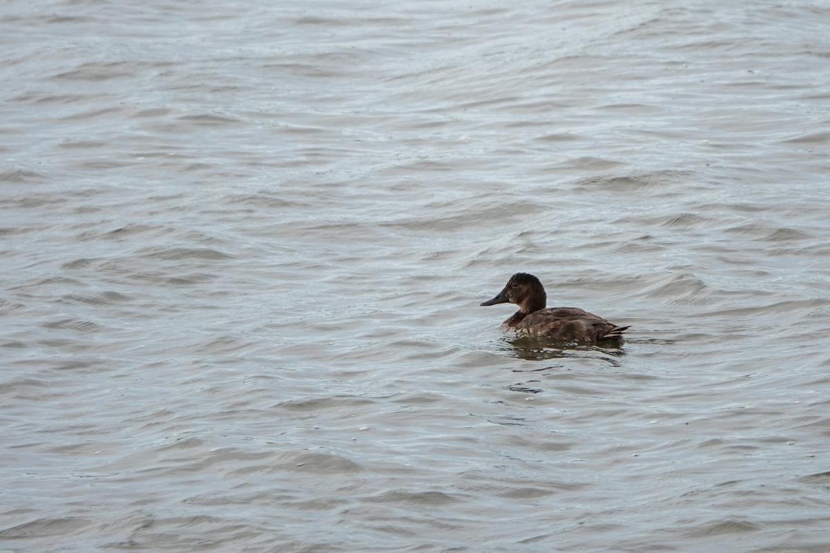 Common pochard (Aythya ferina)