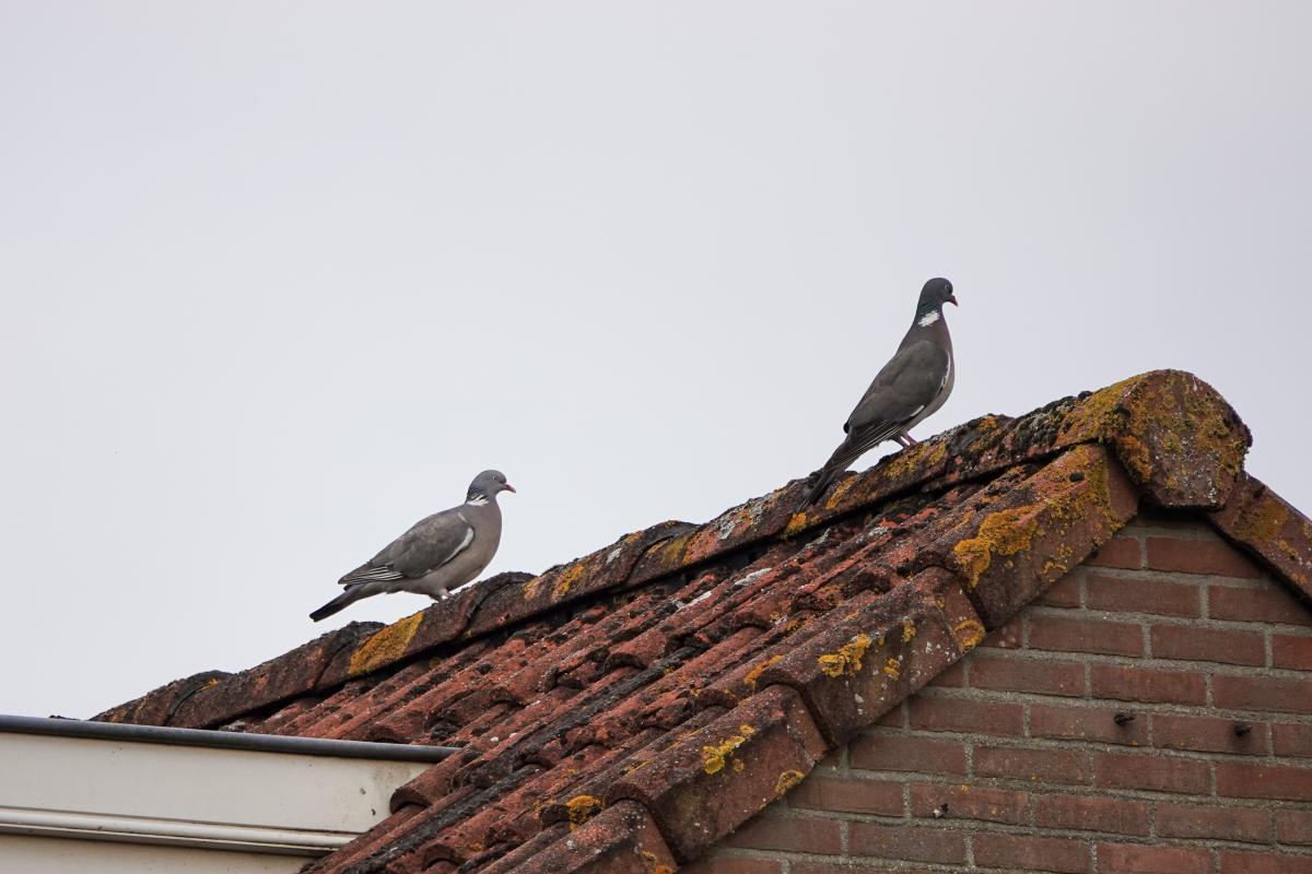 Common Wood Pigeon (Columba palumbus)