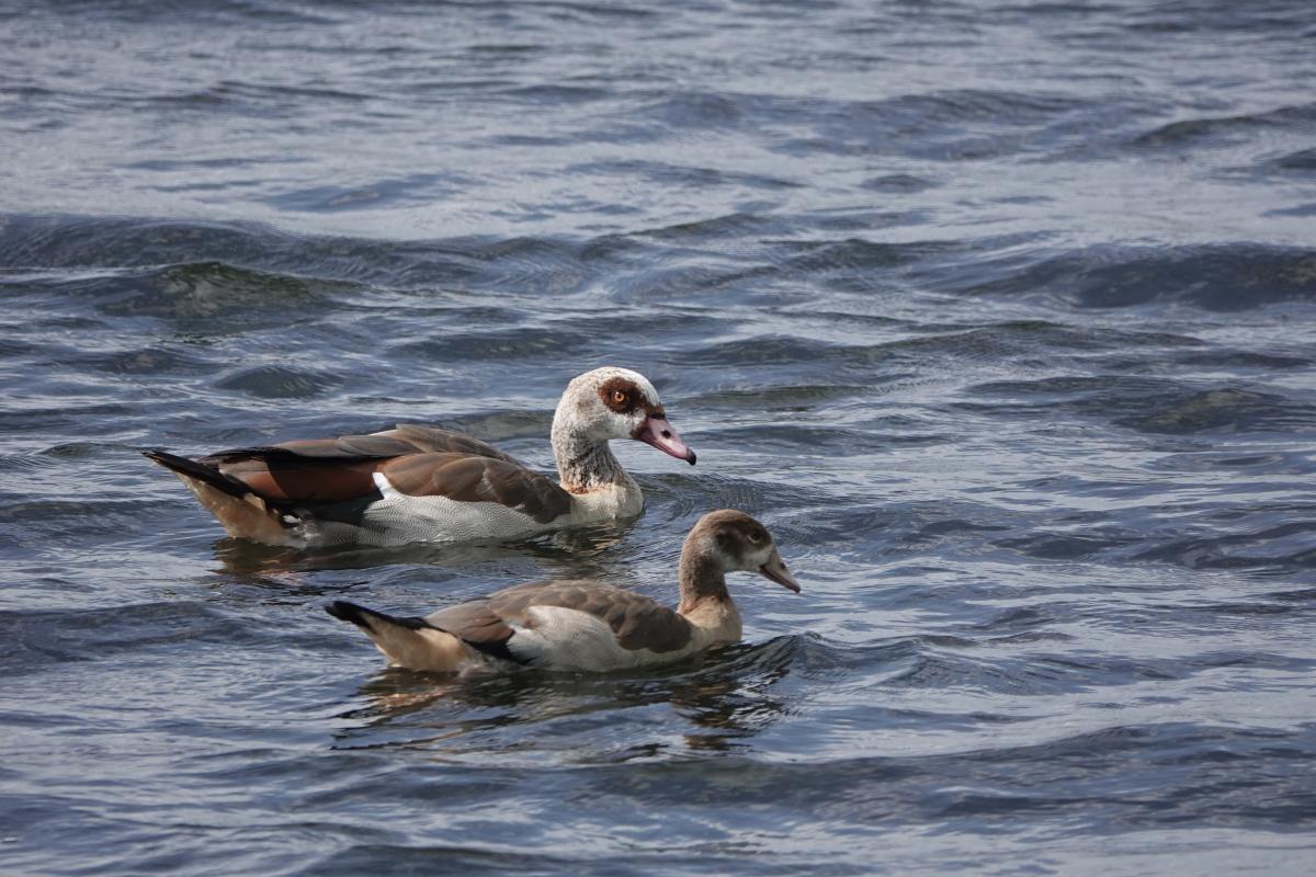 Egyptian goose (Alopochen aegyptiacus), Westerdijk, Hoorn, North Holland, Netherlands, 2024-07-14 Egyptian goose (Alopochen aegyptiacus)