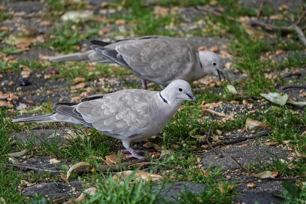 Eurasian collared dove (Streptopelia decaocto), Westerstraat, Enkhuizen, Noord-Holland, Netherlands, 2024-07-11 Eurasian collared dove (Streptopelia decaocto)