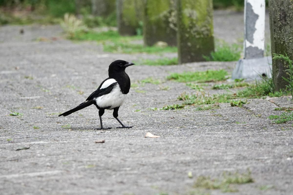 Eurasian Magpie (Pica pica)