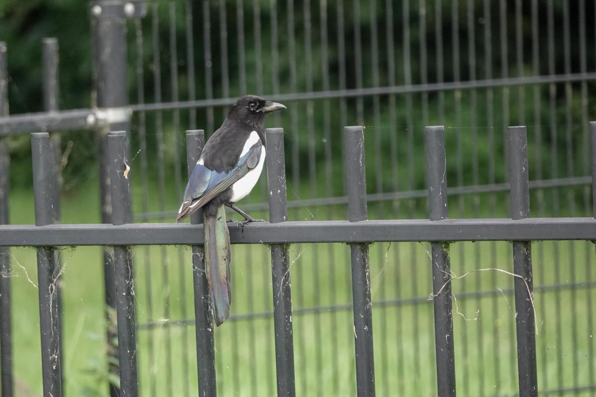 Eurasian Magpie (Pica pica)