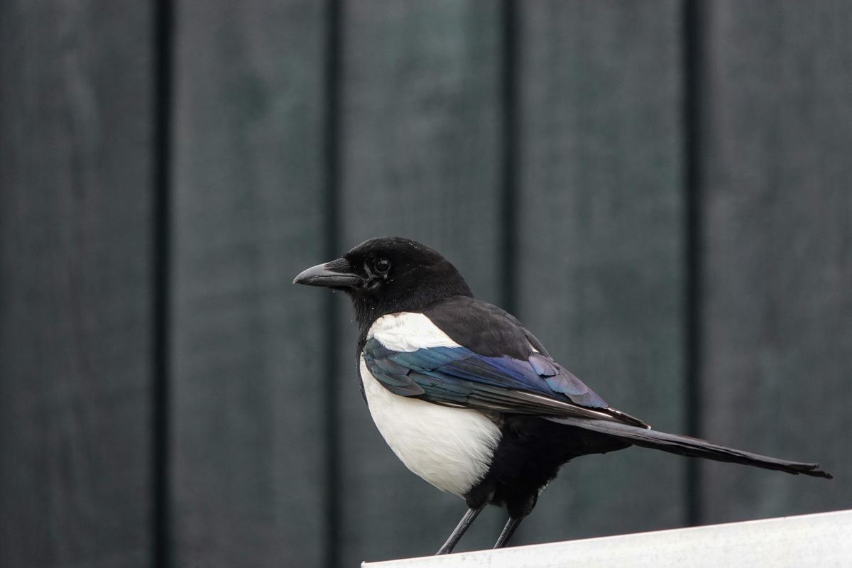 Eurasian Magpie (Pica pica)