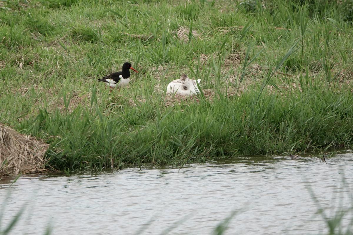 Eurasian oystercatcher (Haematopus ostralegus), Poolster, Hoorn, Noord-Holland, Netherlands, 2024-07-09 Eurasian oystercatcher (Haematopus ostralegus)