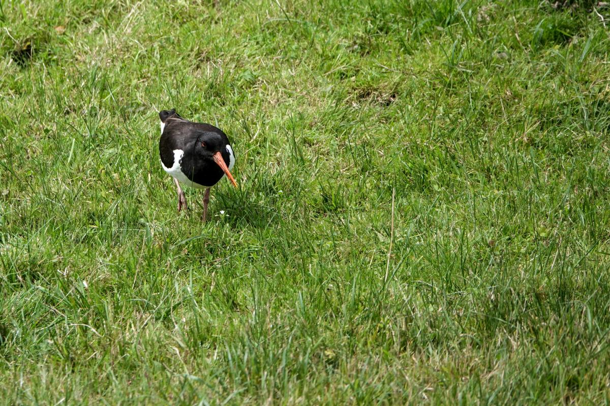 Eurasian oystercatcher (Haematopus ostralegus), Compagnieshaven, Enkhuizen, North Holland, Netherlands, 2024-07-11 Eurasian oystercatcher (Haematopus ostralegus)