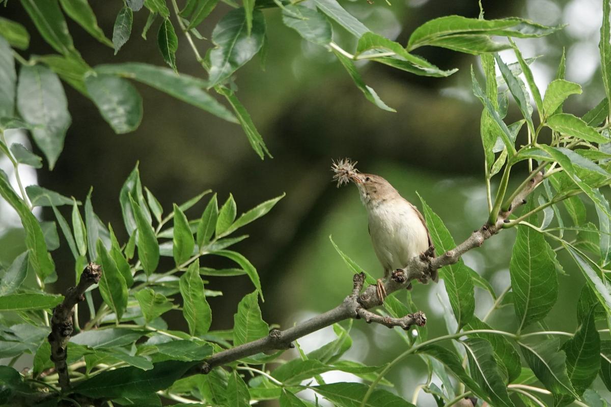 Eurasian Reed Warbler (Acrocephalus scirpaceus), Poolster, Hoorn, Noord-Holland, Netherlands, 2024-07-09 Eurasian Reed Warbler (Acrocephalus scirpaceus)
