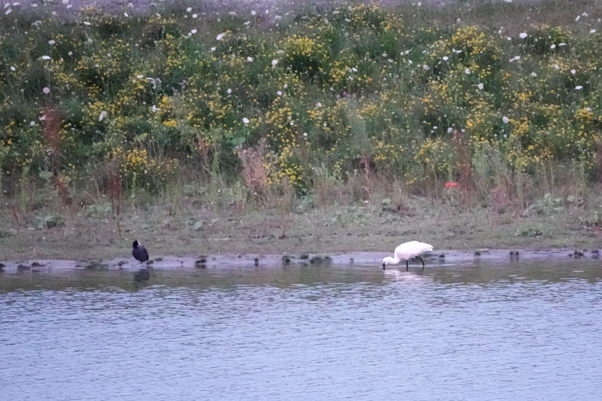 Eurasian spoonbill (Platalea leucorodia), Poolster, Hoorn, Noord-Holland, Netherlands, 2024-07-08 Eurasian spoonbill (Platalea leucorodia)