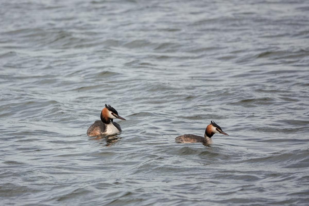 Great Crested Grebe (Podiceps cristatus), Poolster, Hoorn, Noord-Holland, Netherlands, 2024-07-09 Great Crested Grebe (Podiceps cristatus)