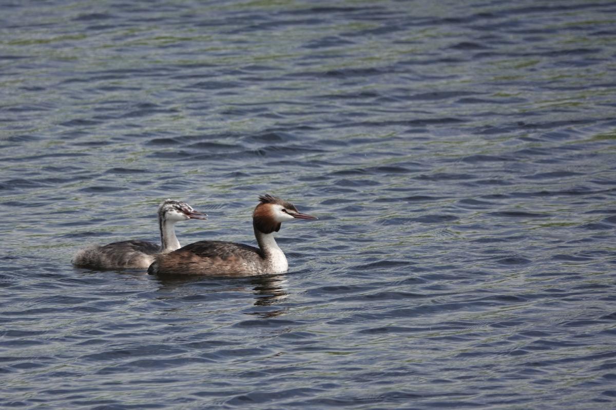 Great Crested Grebe (Podiceps cristatus), Poolster, Hoorn, Noord-Holland, Netherlands, 2024-07-10 Great Crested Grebe (Podiceps cristatus)