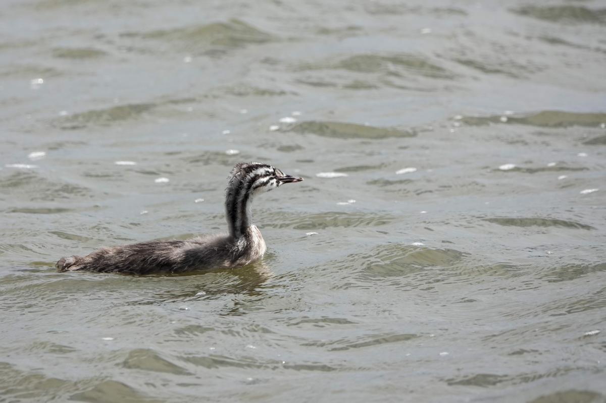 Great Crested Grebe (Podiceps cristatus), Westerdijk, Hoorn, North Holland, Netherlands, 2024-07-10 Great Crested Grebe (Podiceps cristatus)