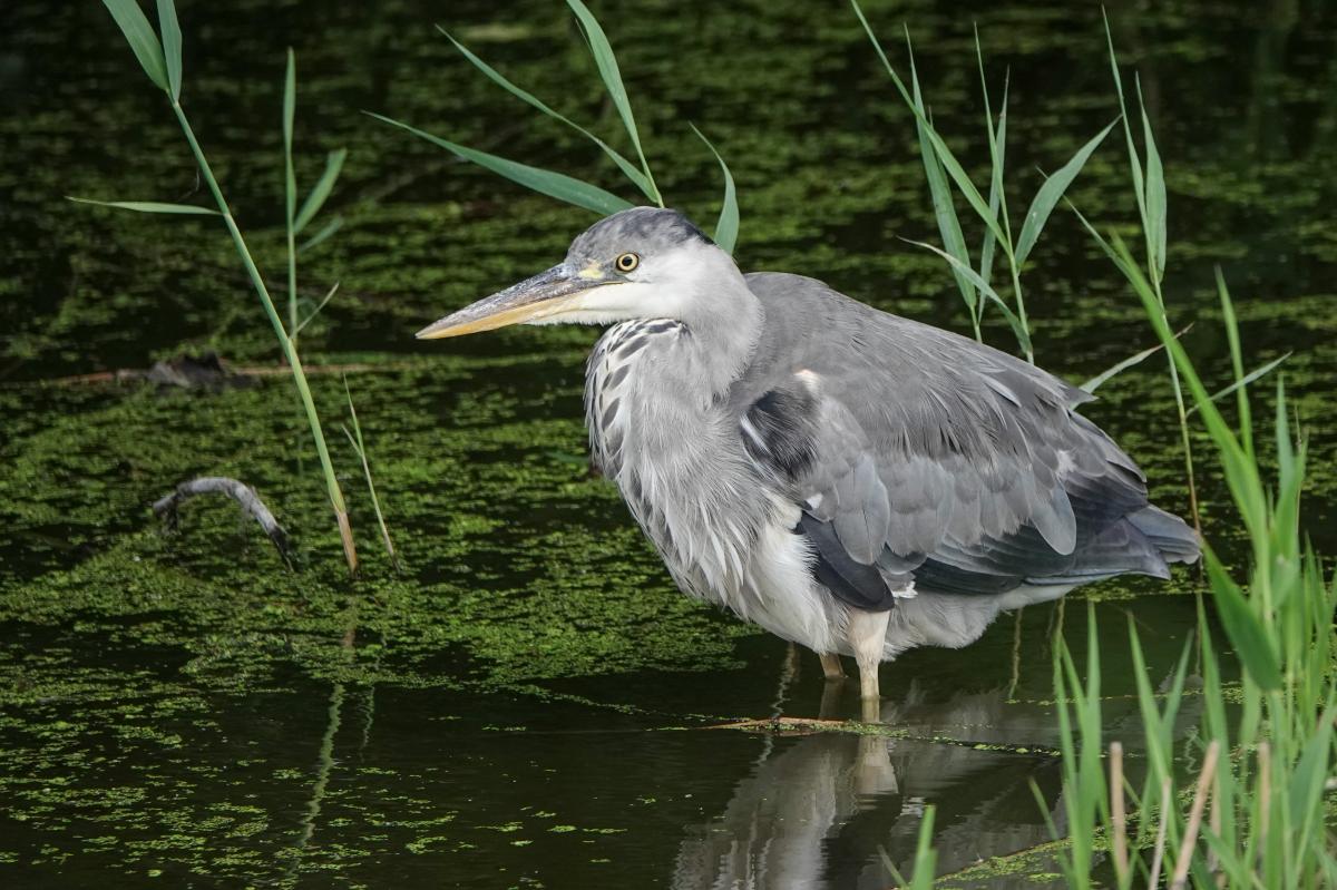Grey heron (Ardea cinerea)