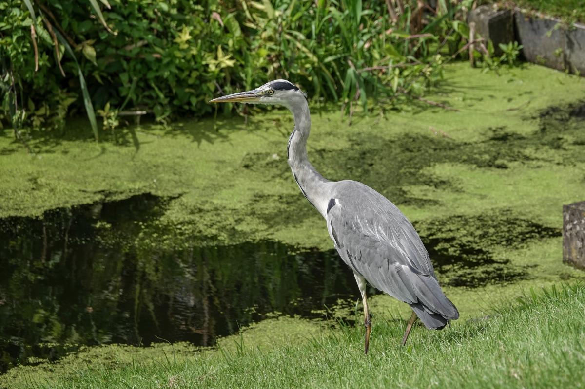 Grey heron (Ardea cinerea)