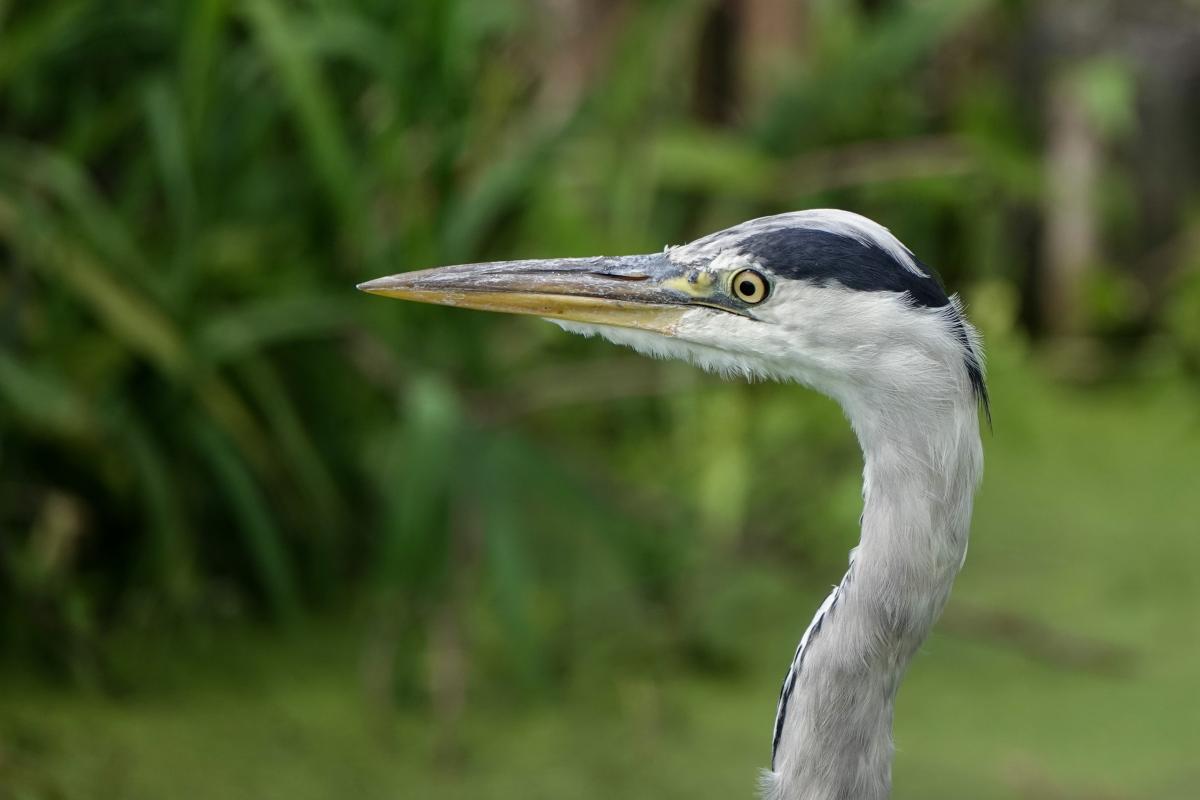 Grey heron (Ardea cinerea)