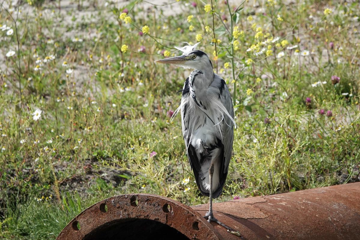 Grey heron (Ardea cinerea)