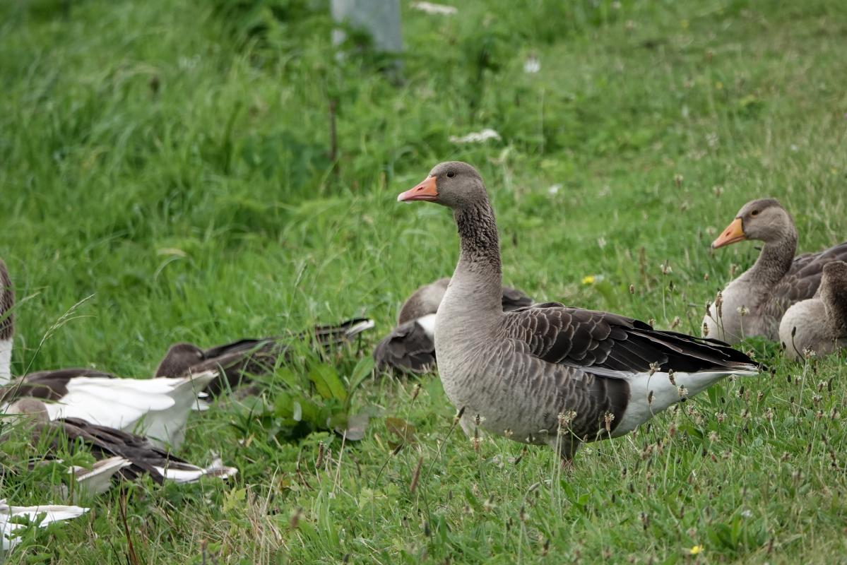 Greylag goose (Anser anser)