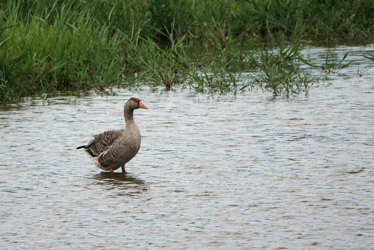 Greylag goose (Anser anser)
