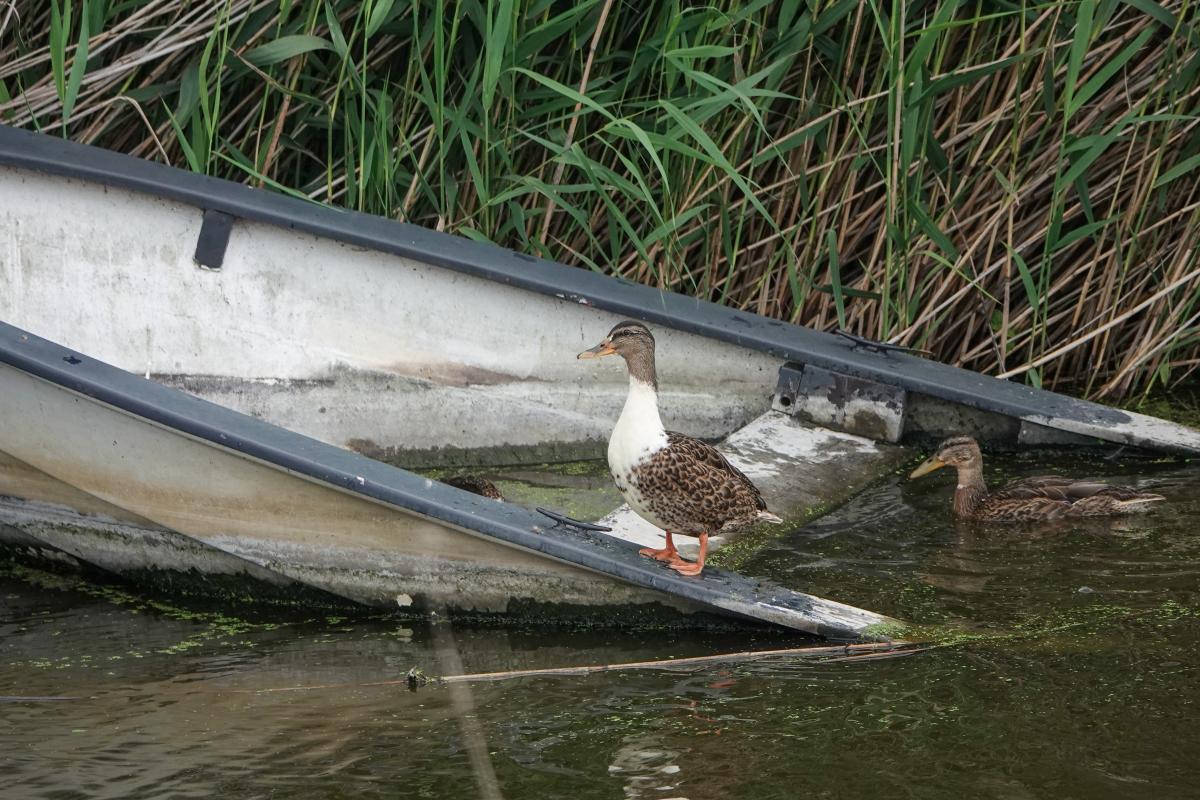 Mallard (Anas platyrhynchos)