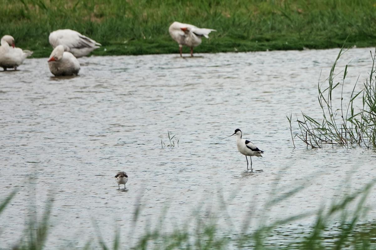 Pied avocet (Recurvirostra avosetta)