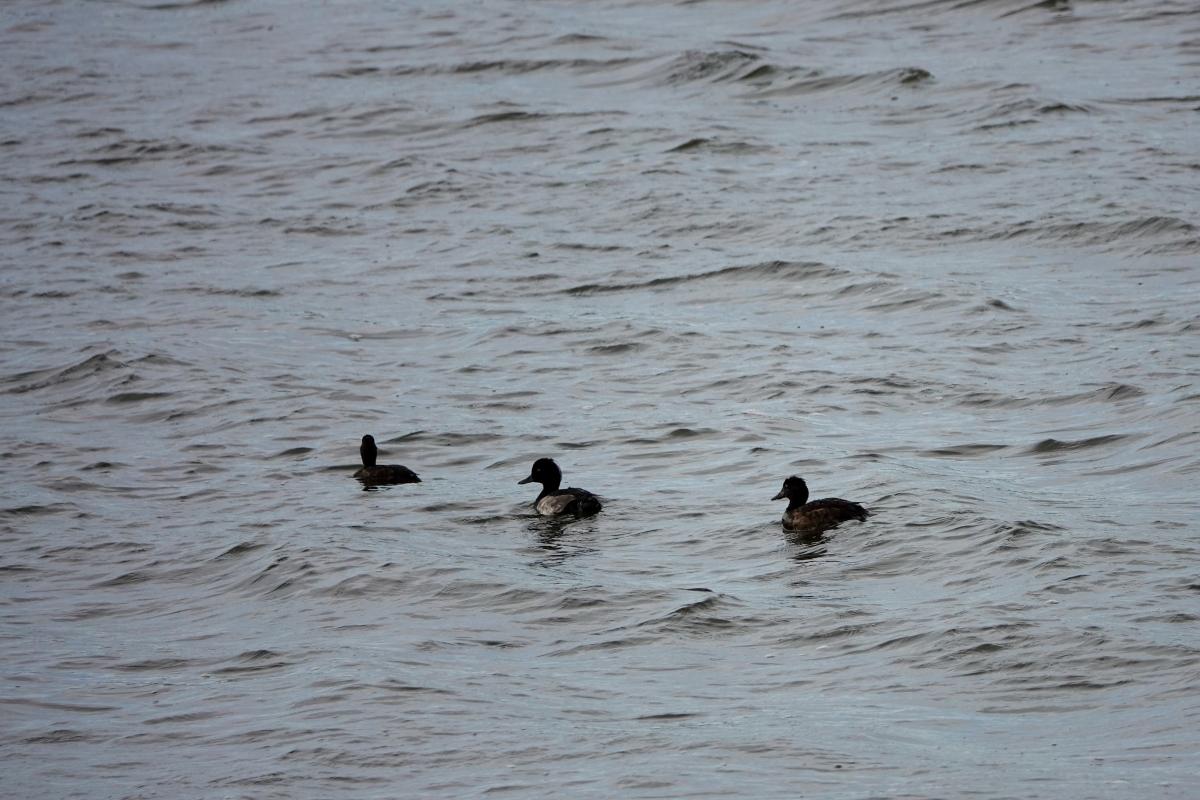Tufted duck (Aythya fuligula)