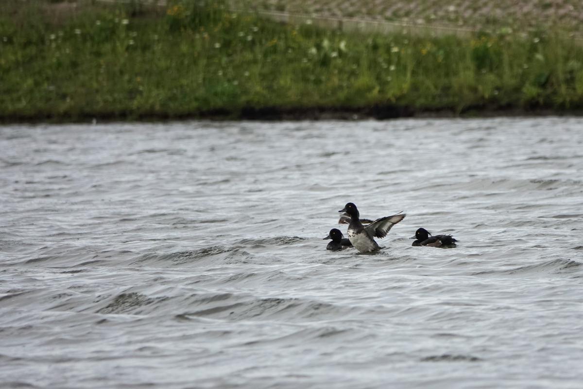 Tufted duck (Aythya fuligula)