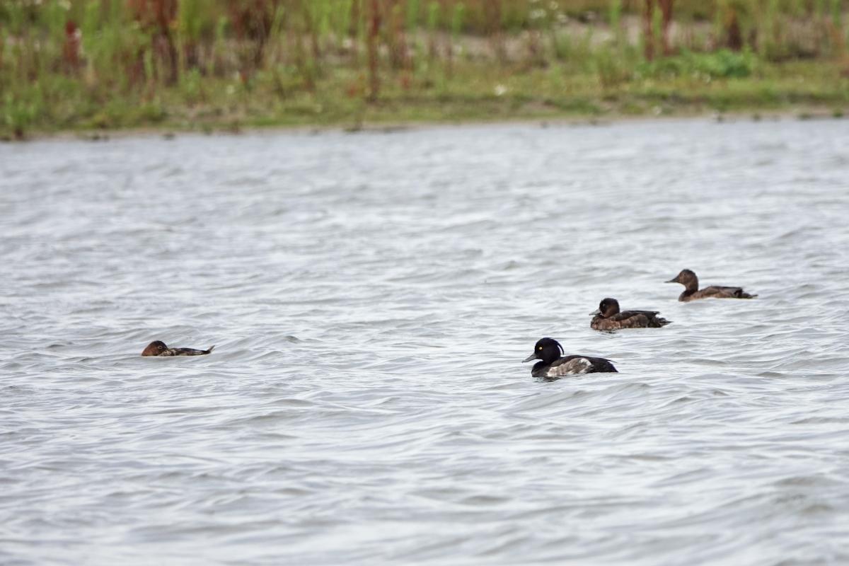 Tufted duck (Aythya fuligula)