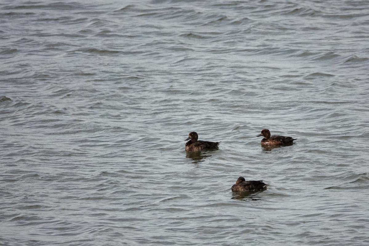 Tufted duck (Aythya fuligula)