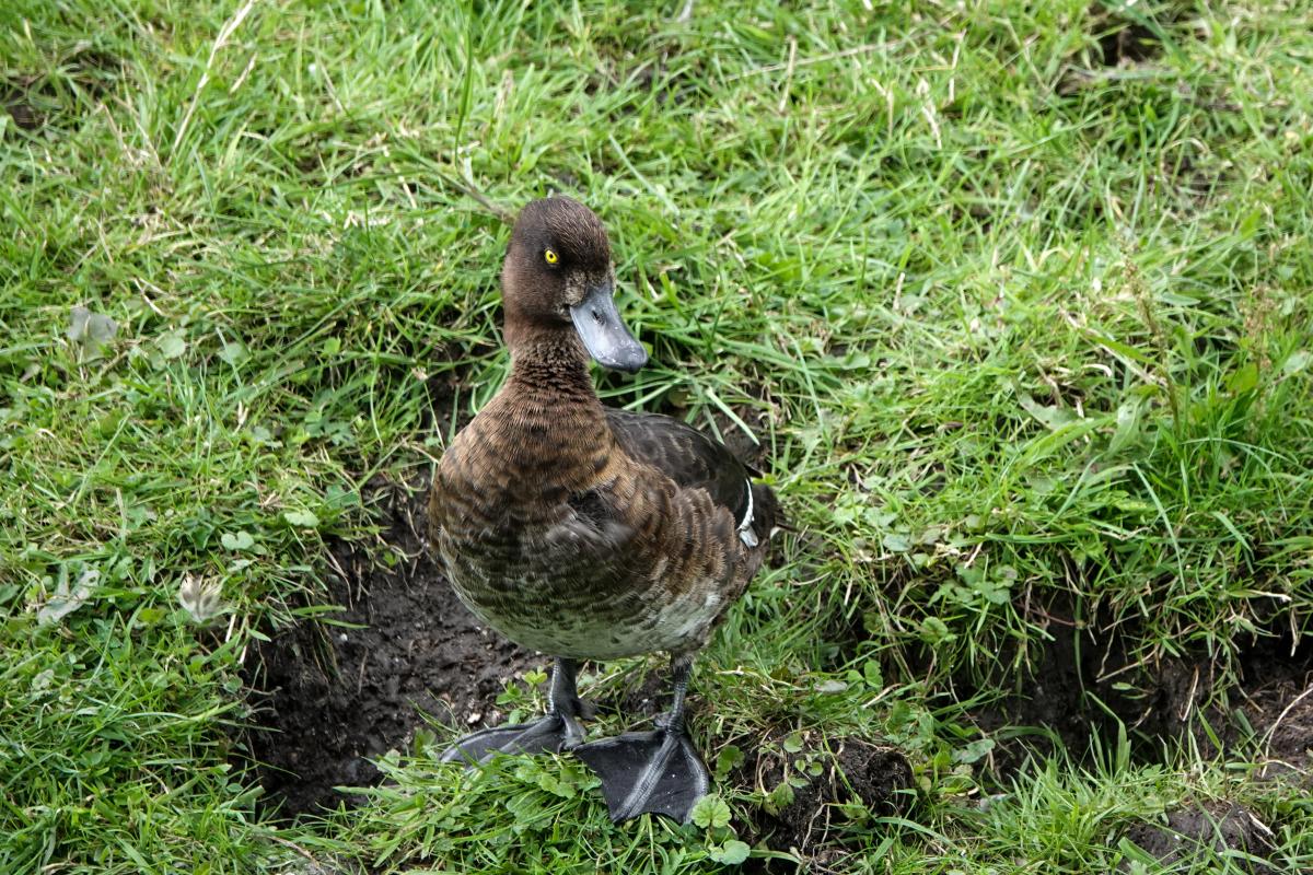 Tufted duck (Aythya fuligula)