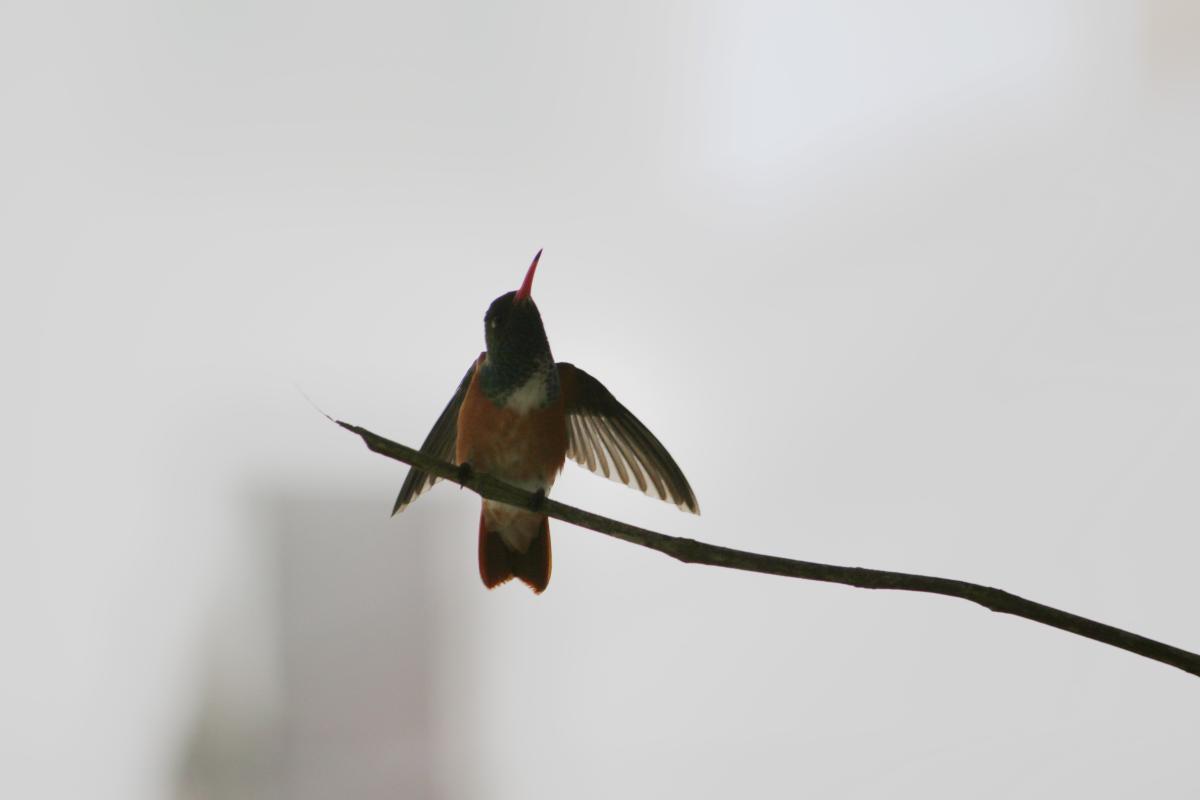 Amazilia hummingbird (Amazilia amazilia)