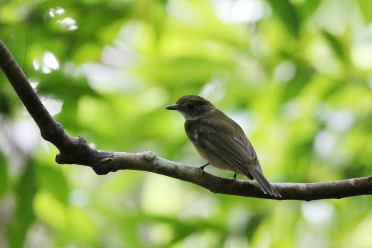 Amazonian scrub flycatcher (Sublegatus obscurior), Llanchama, Loreto, Peru, 2015-09-01 Amazonian scrub flycatcher (Sublegatus obscurior)