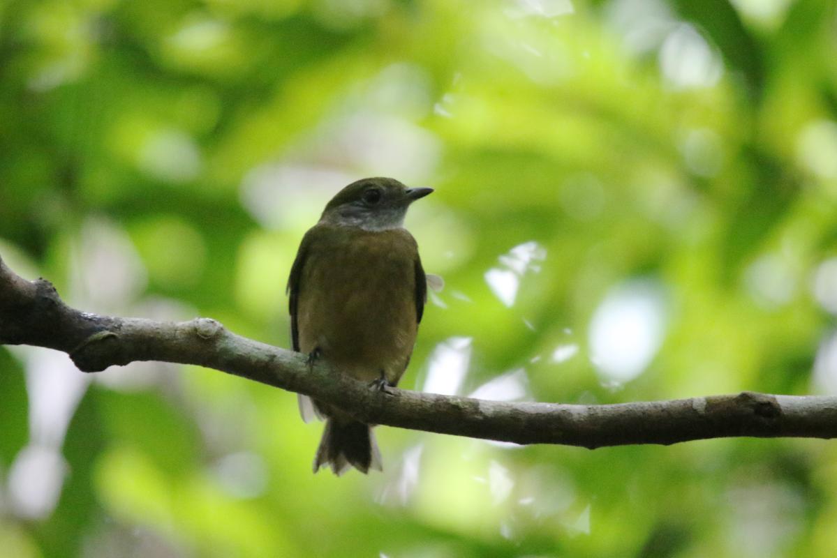 Amazonian scrub flycatcher (Sublegatus obscurior), Llanchama, Loreto, Peru, 2015-09-01 Amazonian scrub flycatcher (Sublegatus obscurior)