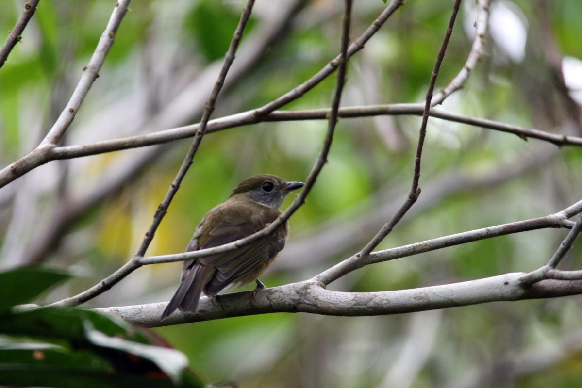 Amazonian scrub flycatcher (Sublegatus obscurior), San Luis, Loreto, Peru, 2015-09-01 Amazonian scrub flycatcher (Sublegatus obscurior)