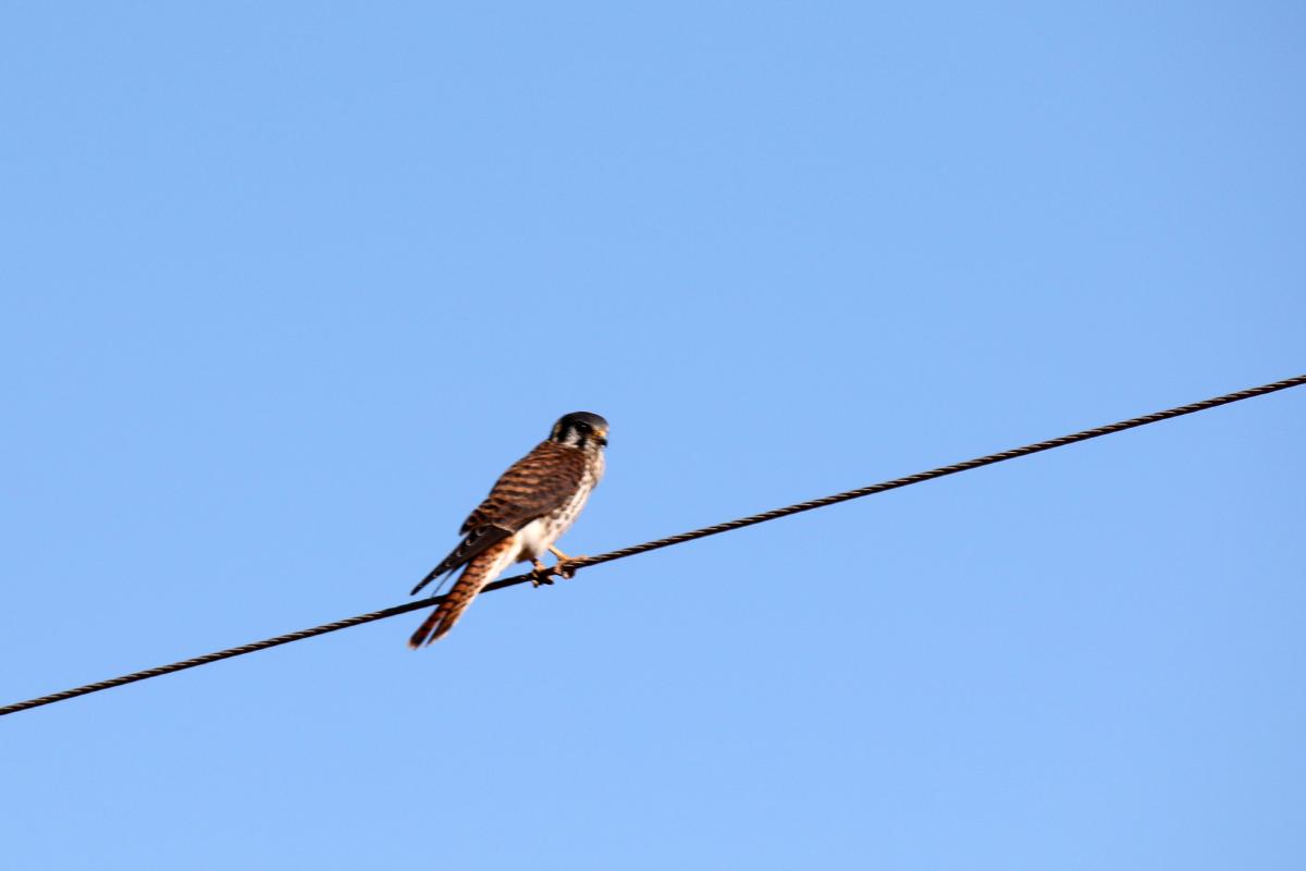 American kestrel (Falco sparverius)