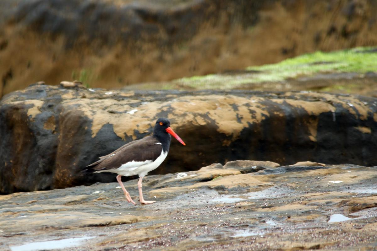 American oystercatcher (Haematopus palliatus), Sendero a Playa Roja, Paracas, Ica, Peru, 2015-09-17 American oystercatcher (Haematopus palliatus)