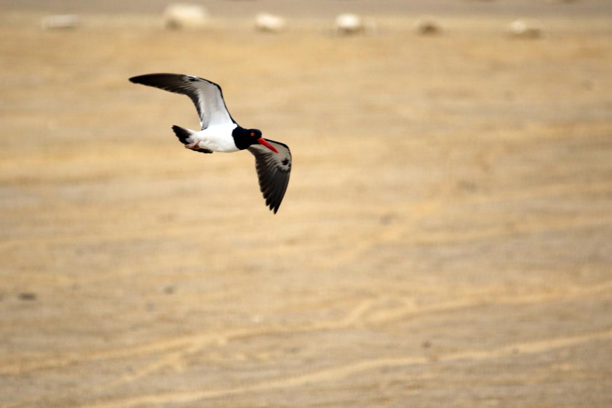 American oystercatcher (Haematopus palliatus), Sendero a Playa Roja, Paracas, Ica, Peru, 2015-09-17 American oystercatcher (Haematopus palliatus)