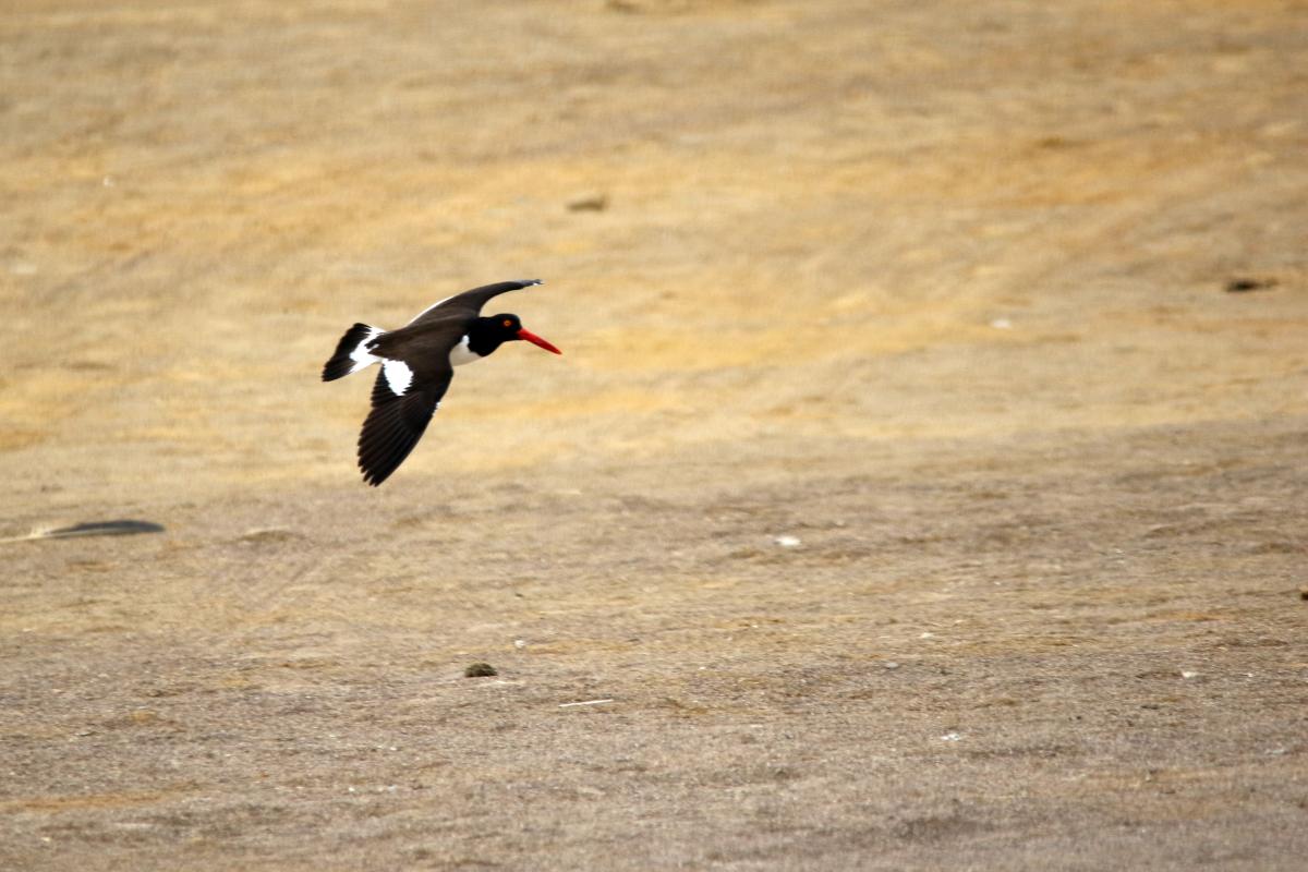 American oystercatcher (Haematopus palliatus), Sendero a Playa Roja, Paracas, Ica, Peru, 2015-09-17 American oystercatcher (Haematopus palliatus)