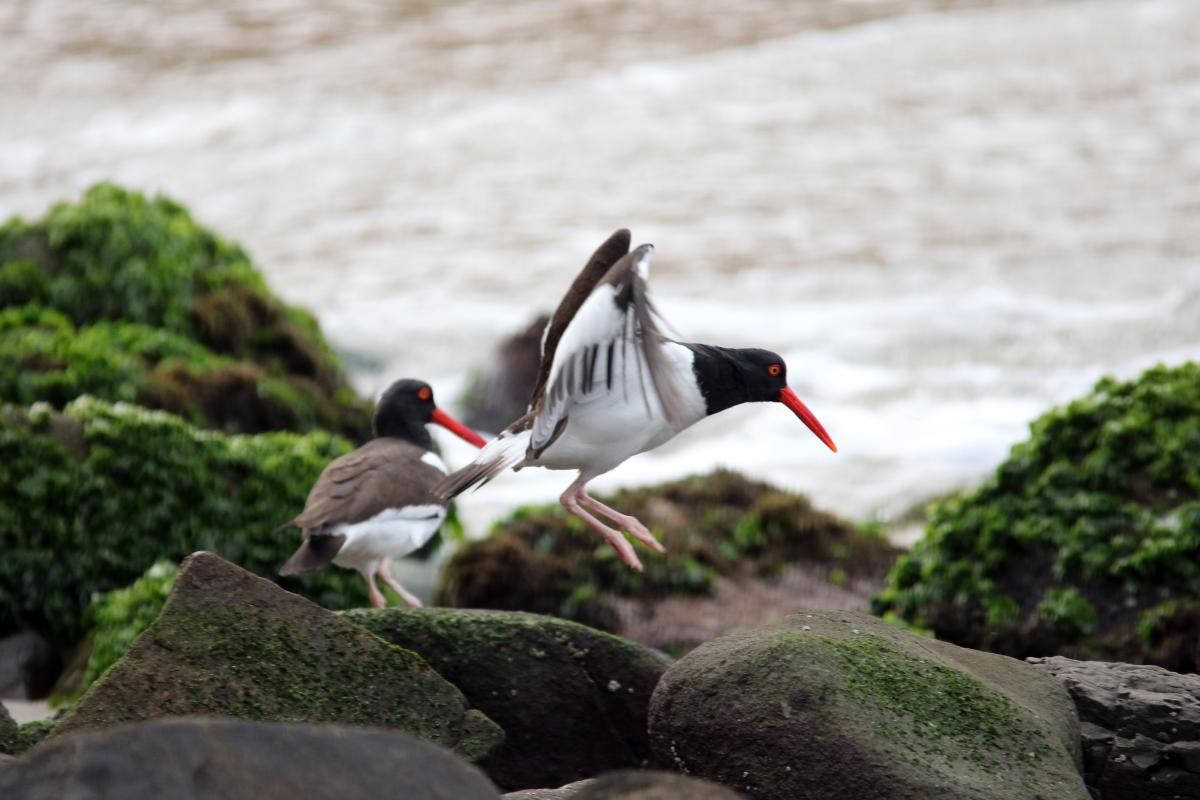 American oystercatcher (Haematopus palliatus), Trocha Carrozable, Paracas, Ica, Peru, 2015-09-17 American oystercatcher (Haematopus palliatus)