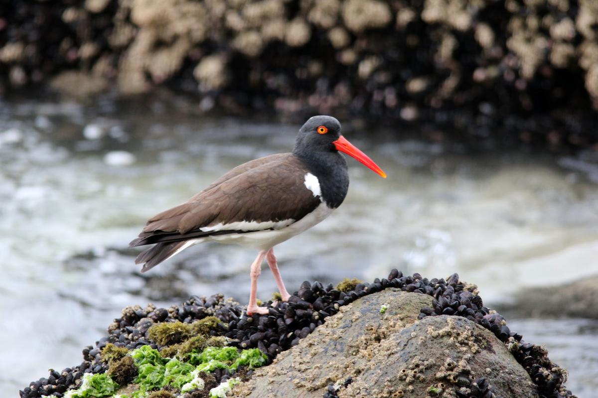 American oystercatcher (Haematopus palliatus), Trocha Carrozable, Paracas, Ica, Peru, 2015-09-17 American oystercatcher (Haematopus palliatus)
