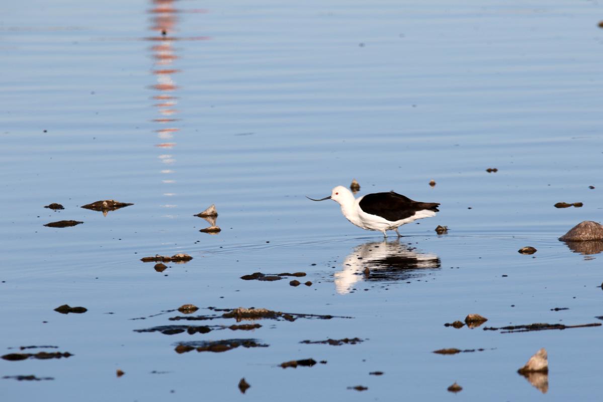 Andean avocet (Recurvirostra andina), Urb Barrio Porteño, Puno, Puno, Peru, 2015-09-13 Andean avocet (Recurvirostra andina)