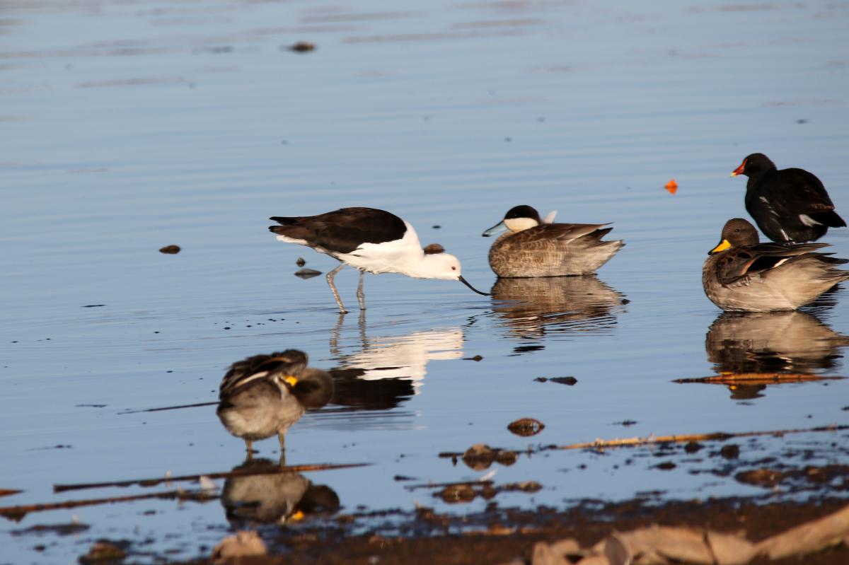 Andean avocet (Recurvirostra andina), Urb Barrio Porteño, Puno, Puno, Peru, 2015-09-13 Andean avocet (Recurvirostra andina)