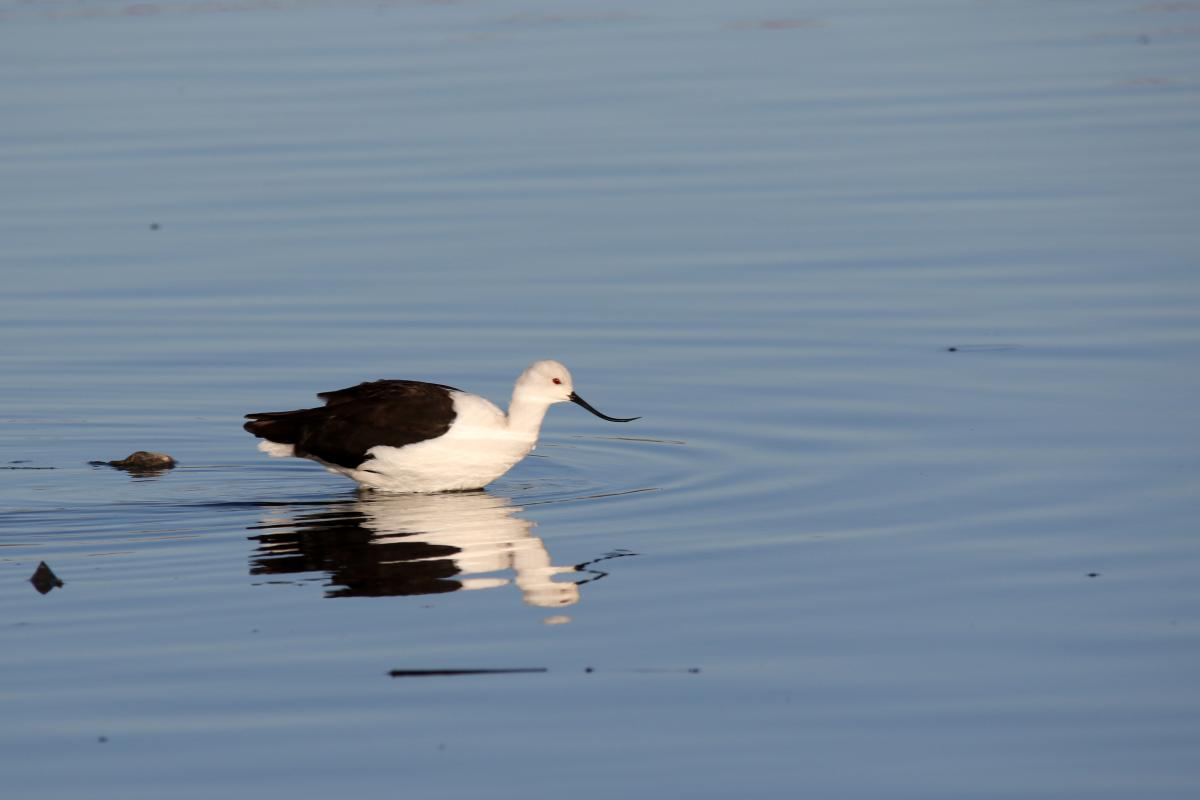 Andean avocet (Recurvirostra andina), Urb Barrio Porteño, Puno, Puno, Peru, 2015-09-13 Andean avocet (Recurvirostra andina)