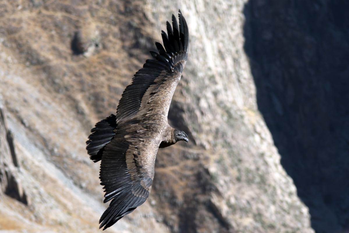 Andean condor (Vultur gryphus)