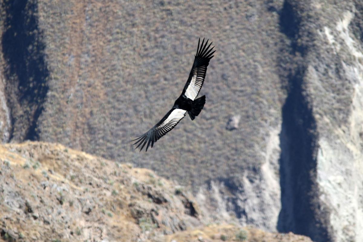 Andean condor (Vultur gryphus)