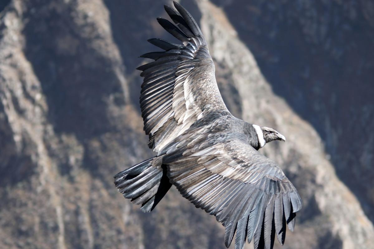 Andean condor (Vultur gryphus)
