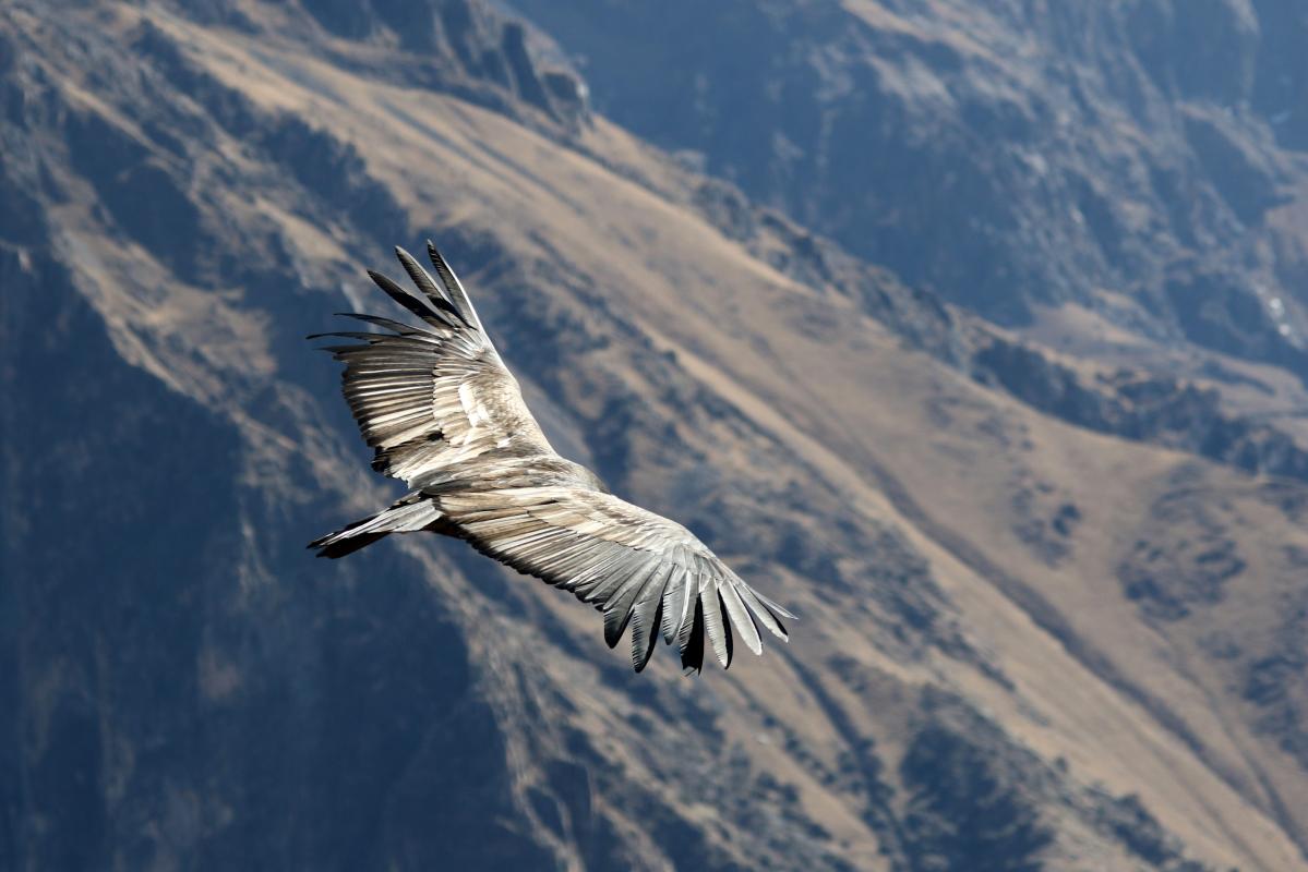 Andean condor (Vultur gryphus)