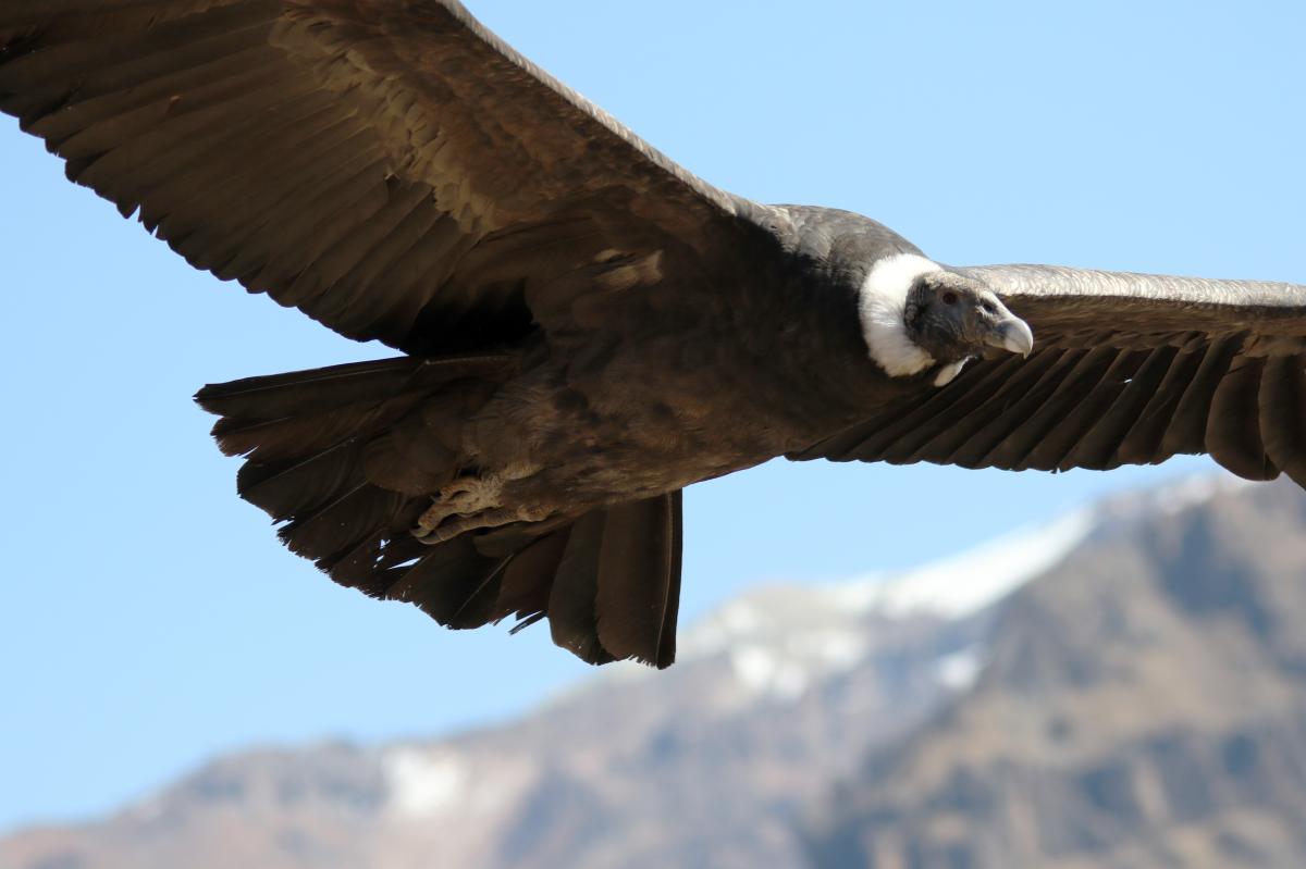 Andean condor (Vultur gryphus)
