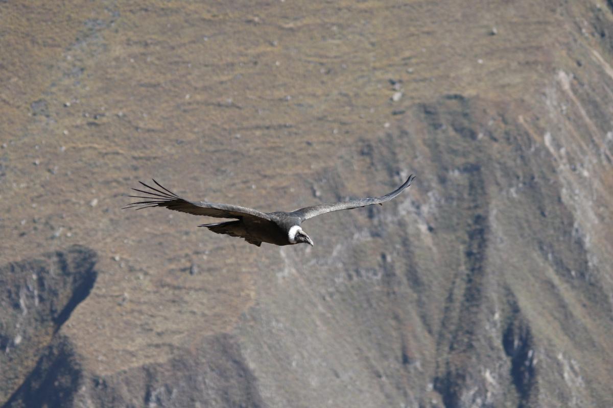Andean condor (Vultur gryphus)