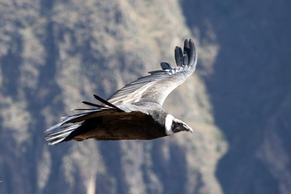 Andean condor (Vultur gryphus)