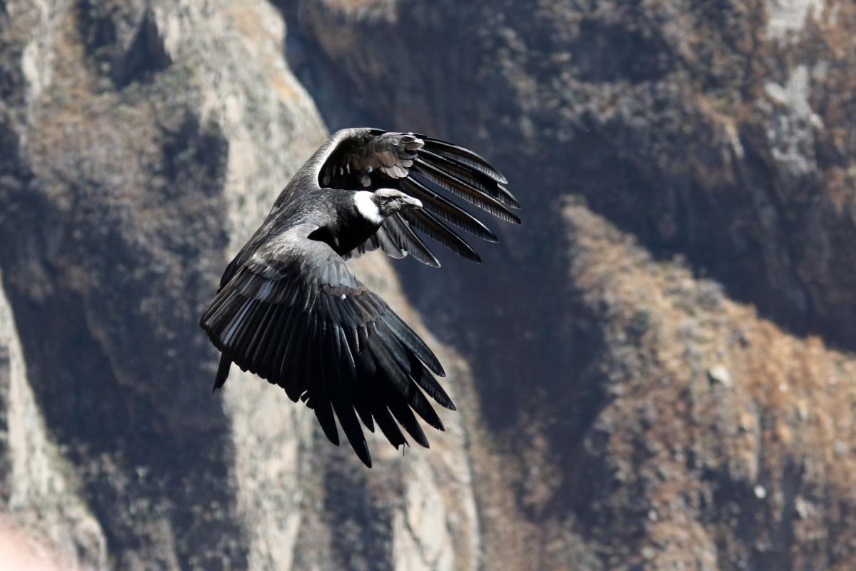 Andean condor (Vultur gryphus)